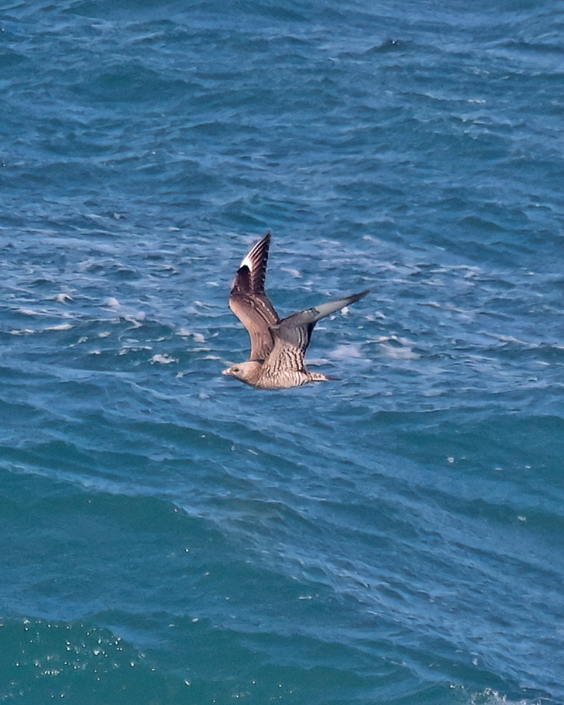 Arctic skua